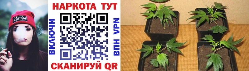 Виды наркотиков купить Нововоронеж Гашиш Кокаин МЕФ